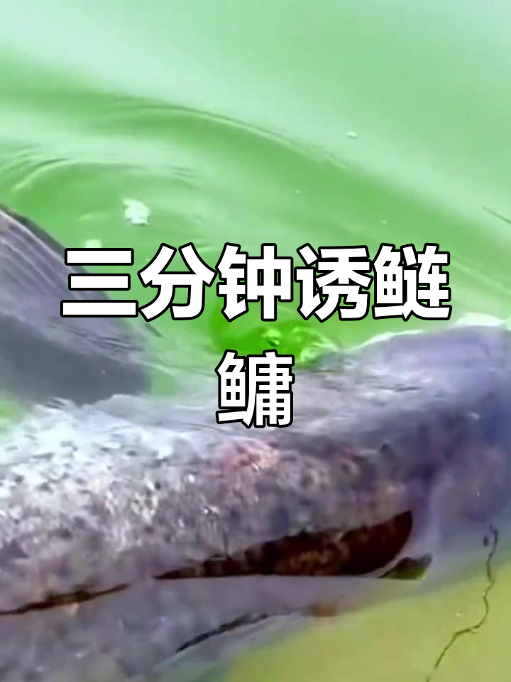 浮钓鲢鳙新技巧,三分钟进窝五分钟上鱼