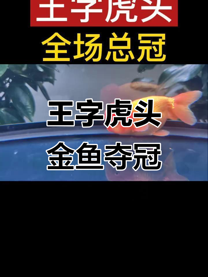 打破渔场垄断,王字虎头金鱼获中国金鱼大赛总冠军