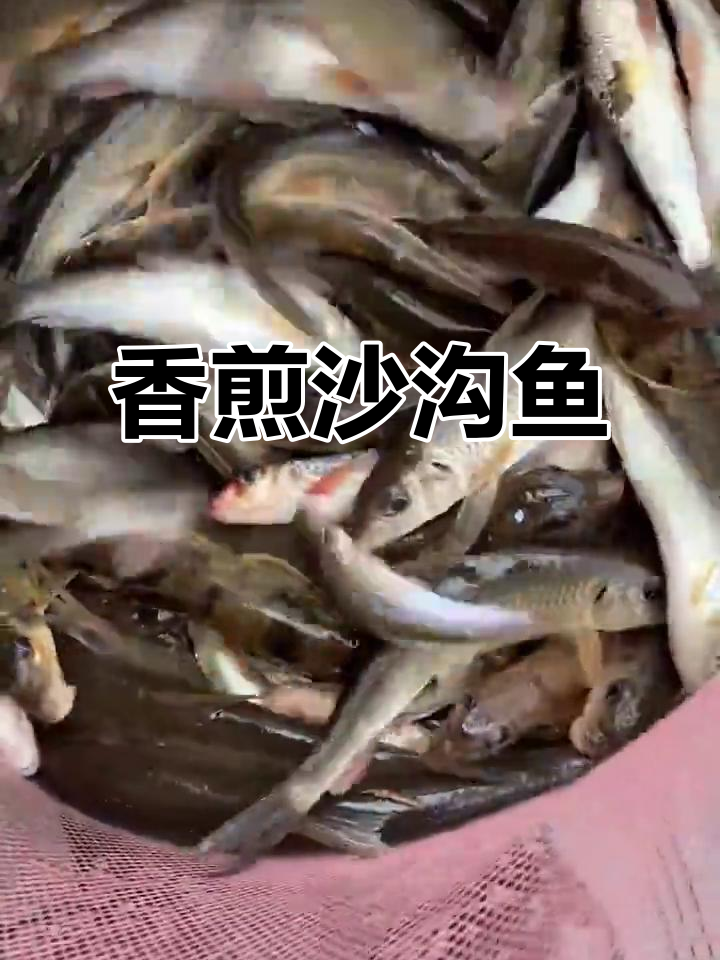 沙沟鱼香煎美味,船钉子鱼让人怀念