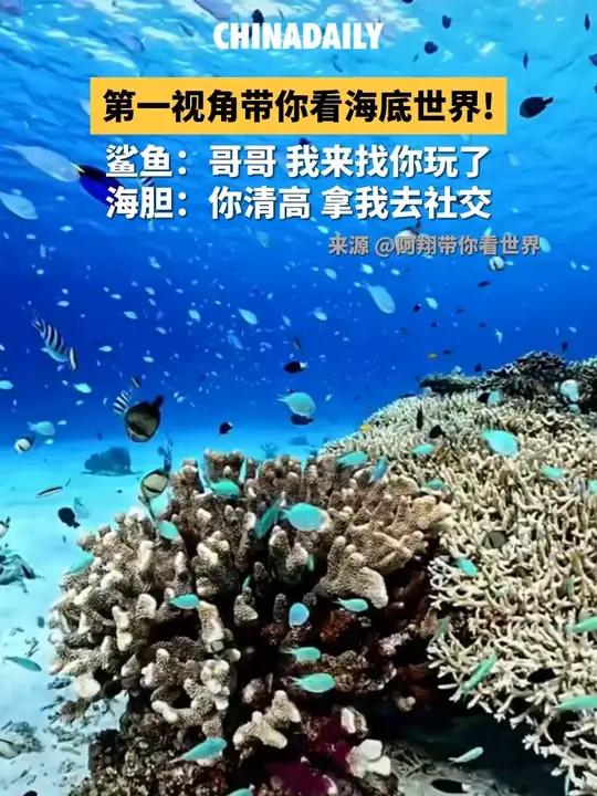 一视角带你看海底世界!鲨鱼:哥哥,我来找你玩了～海胆:你清高,拿我去社交!
