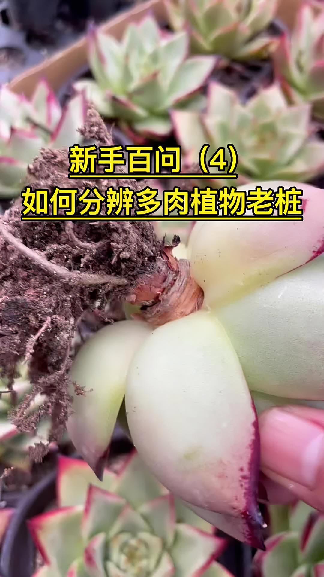 多肉百问-4 如何分辨多肉植物是否是老桩,挑选老桩有哪些标准。多肉植物 多肉 多肉控 老桩