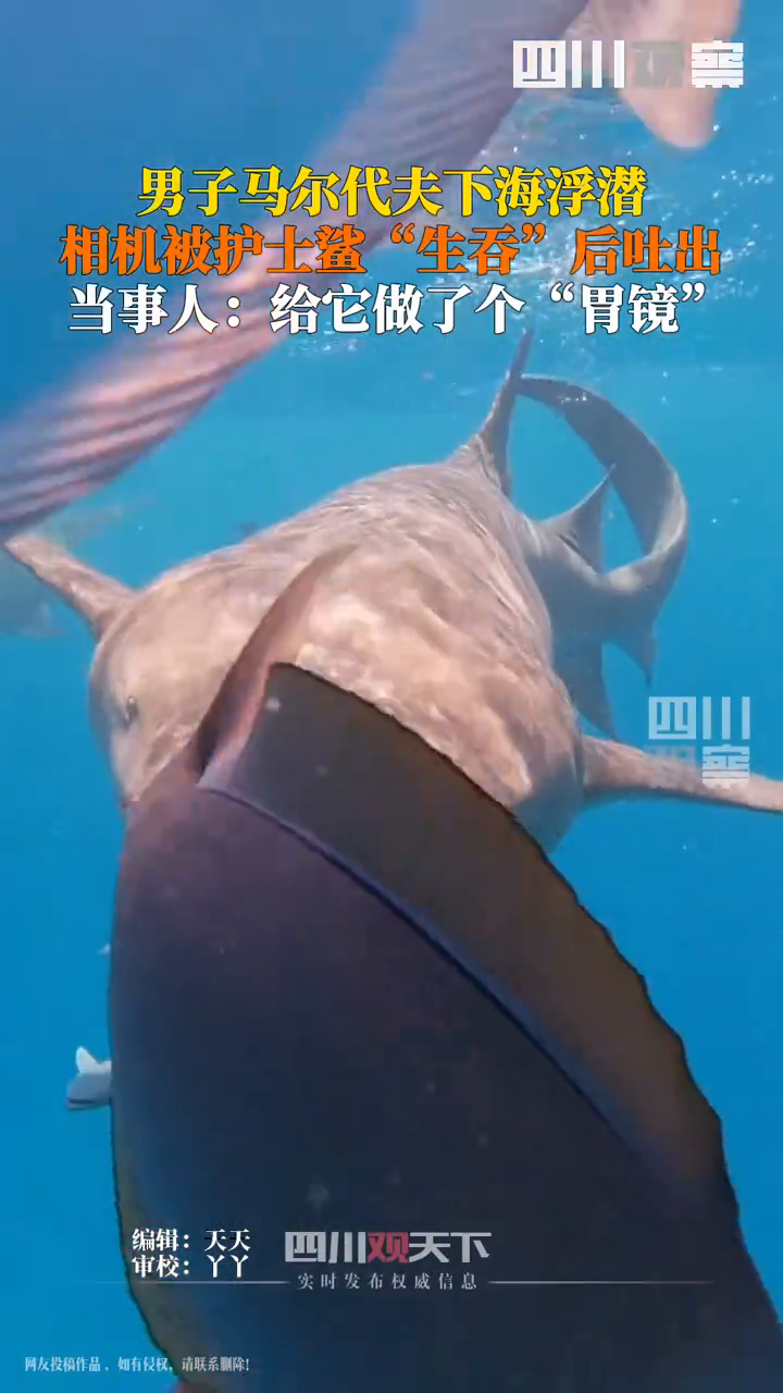 男子马尔代夫浮潜相机被鲨鱼生吞