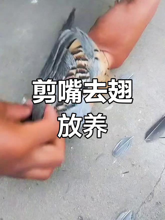 剪掉嘎啦鸡嘴巴和翅膀,散养更安全