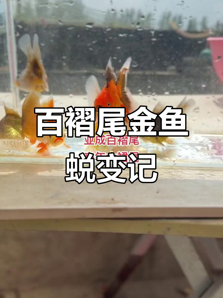 从丑小鸭到白天鹅,百褶尾泰狮金鱼的蜕变之路