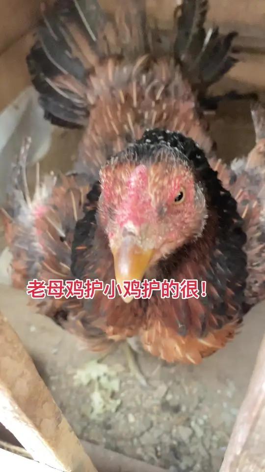 老母鸡护小鸡护的很!