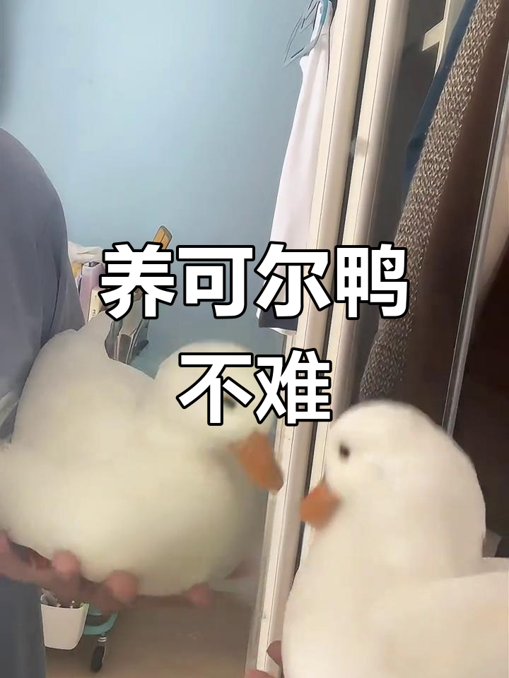 柯尔鸭的简单饲养技巧