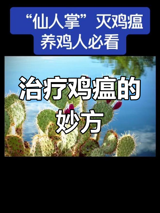鸡瘟治疗法:仙人掌有奇效