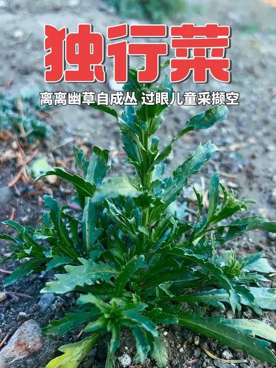 行菜 离离幽草自成丛,过眼儿童采撷空
