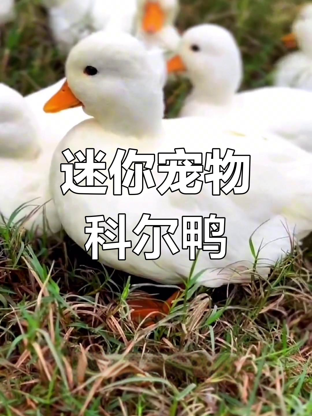 小巧可爱的科尔鸭,你愿意养吗