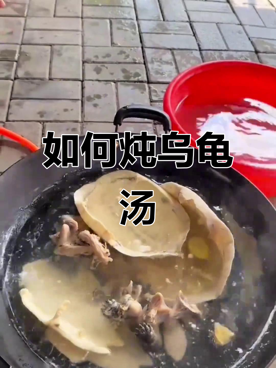 乌龟煲汤全攻略,教你如何熬出美味龟肉汤