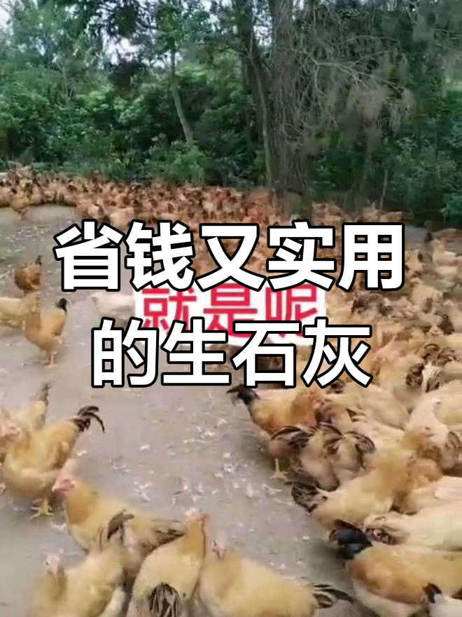 生石灰与食醋的养鸡妙用