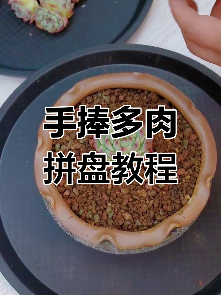 如何打造弧形手捧多肉拼盘,中间高四周低的设计技巧