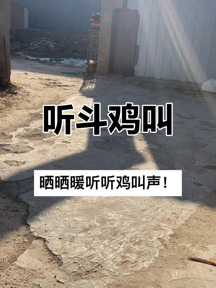 斗鸡养殖日常,叫声不断