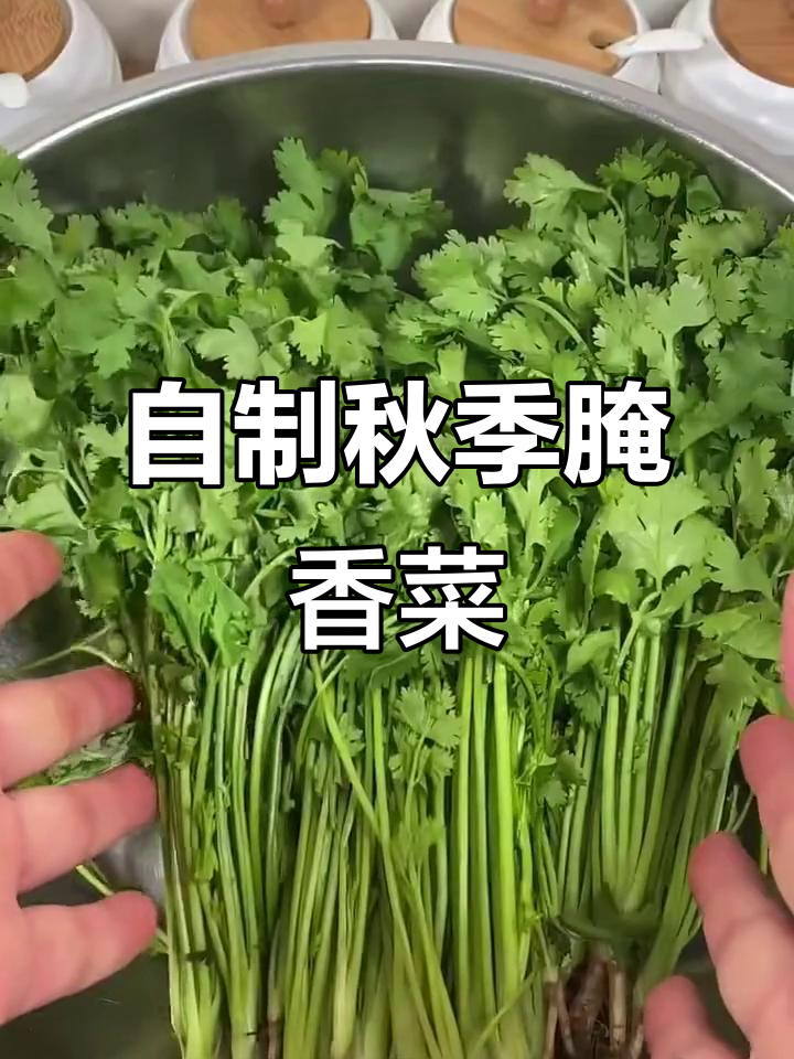 秋天香菜腌制技巧,早餐配粥最美味