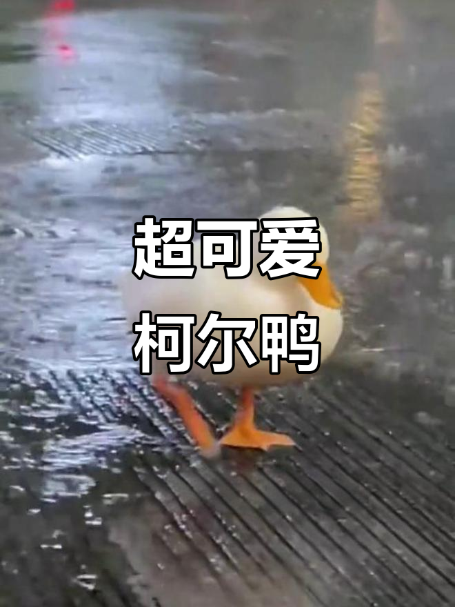 柯尔鸭:超萌宠物,粘人又搞笑