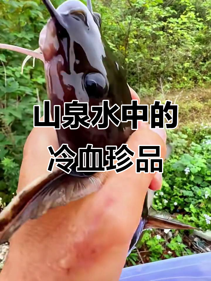 冷水鱼藏匿山泉石缝,罕见扁头鱼现身