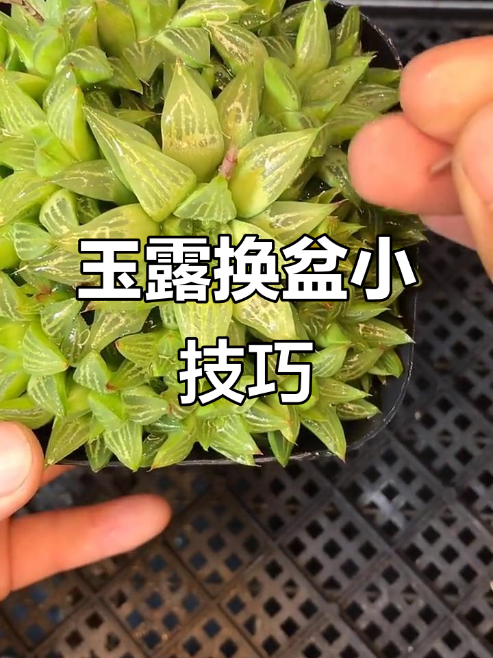玉露长得太旺,换个大盆吧!花剑剪掉,省养分