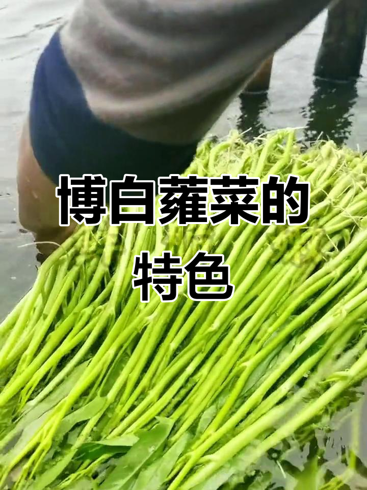 博白蕹菜独特口感，茎长叶少，鲜嫩脆爽