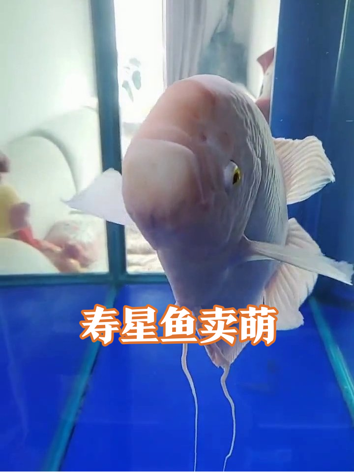 鱼缸寿星公鱼成精,甩尾吐泡疯狂卖萌