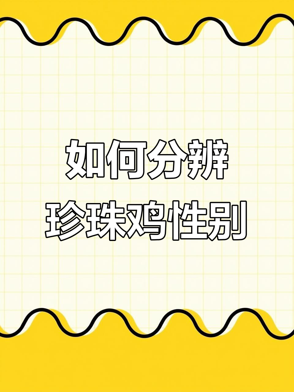 珍珠鸡公母辨别技巧，轻松掌握！