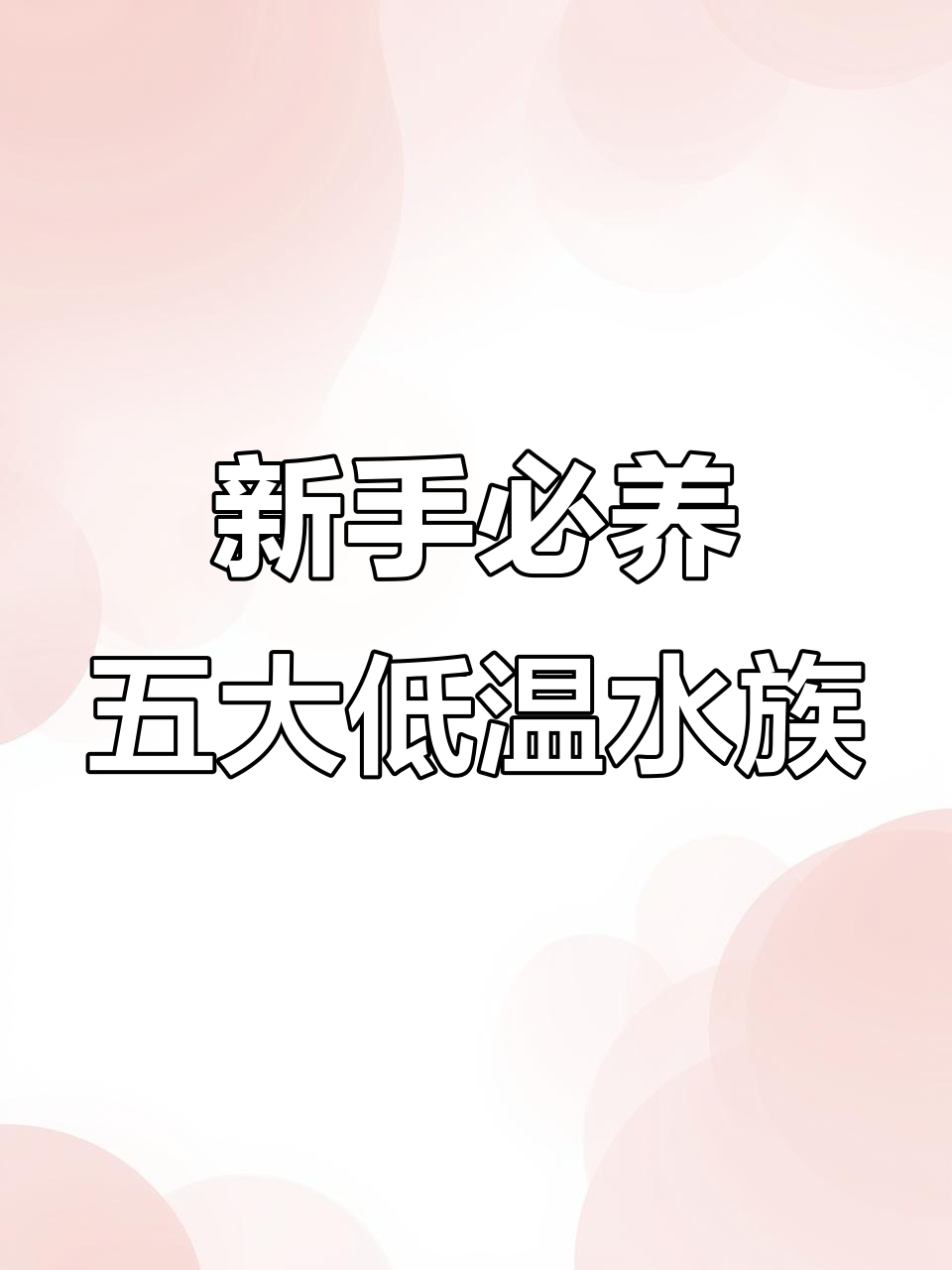 适合新手养的五种耐低温观赏鱼,轻松上手不挑环境