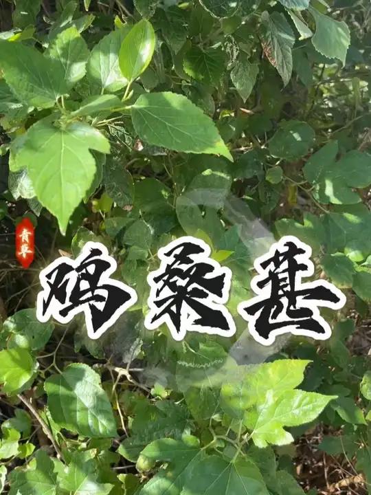 潮汕鸡桑葚叶,就是这种叶子像鸡爪裂的野桑!
