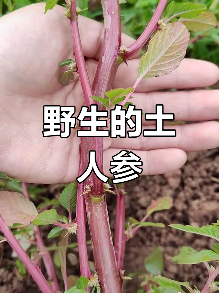 刺苋菜的独特功效与民间应用