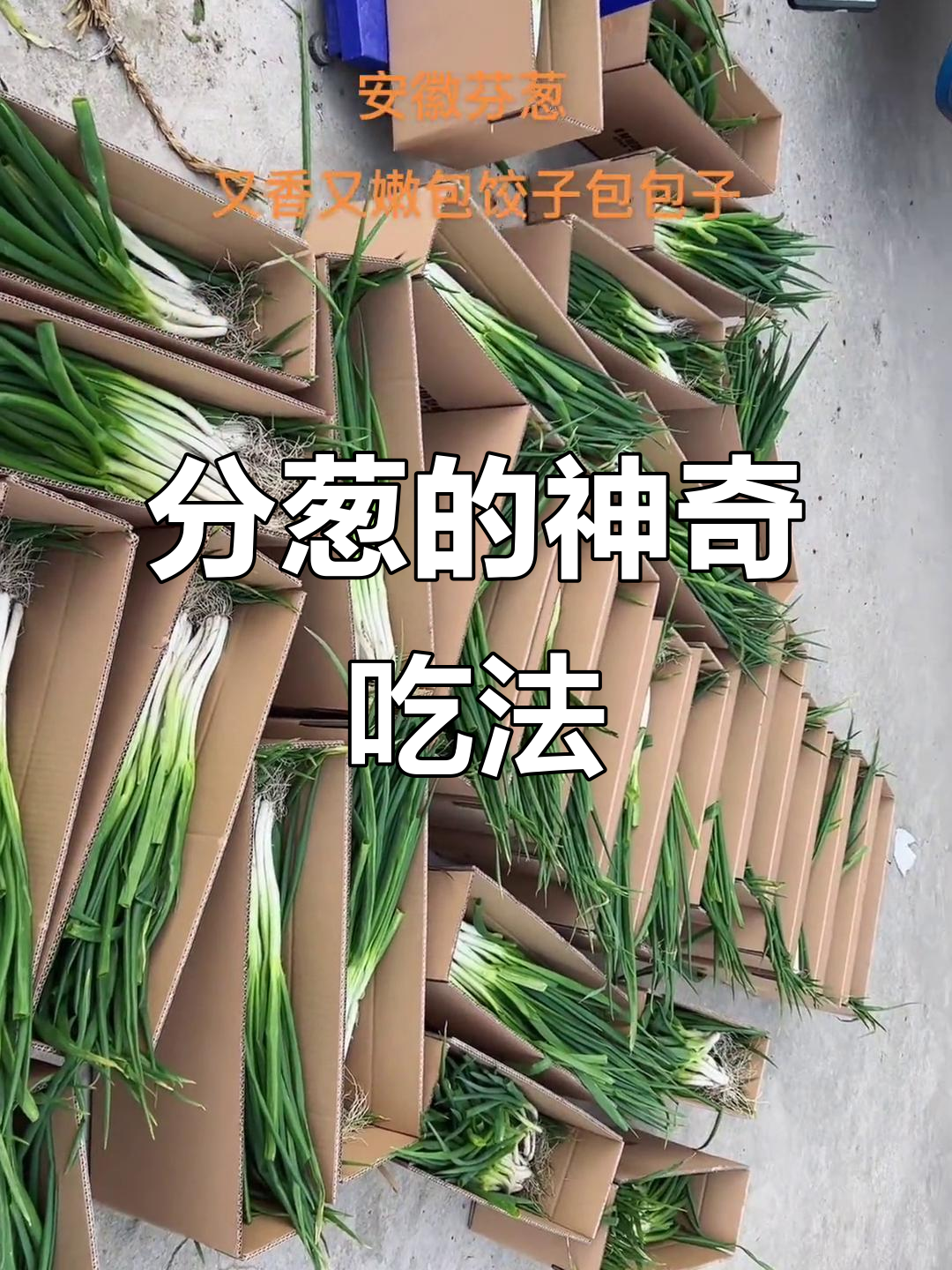 安徽分葱:香嫩美味,包饺子包子超赞