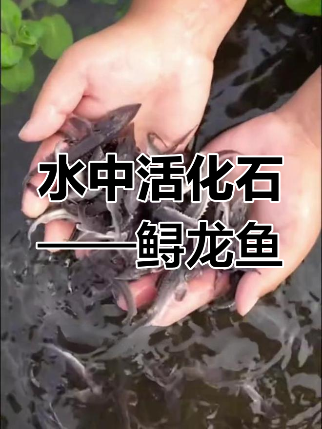 鲟龙鱼:古老大型底层杂食性鱼类,最大能长20斤