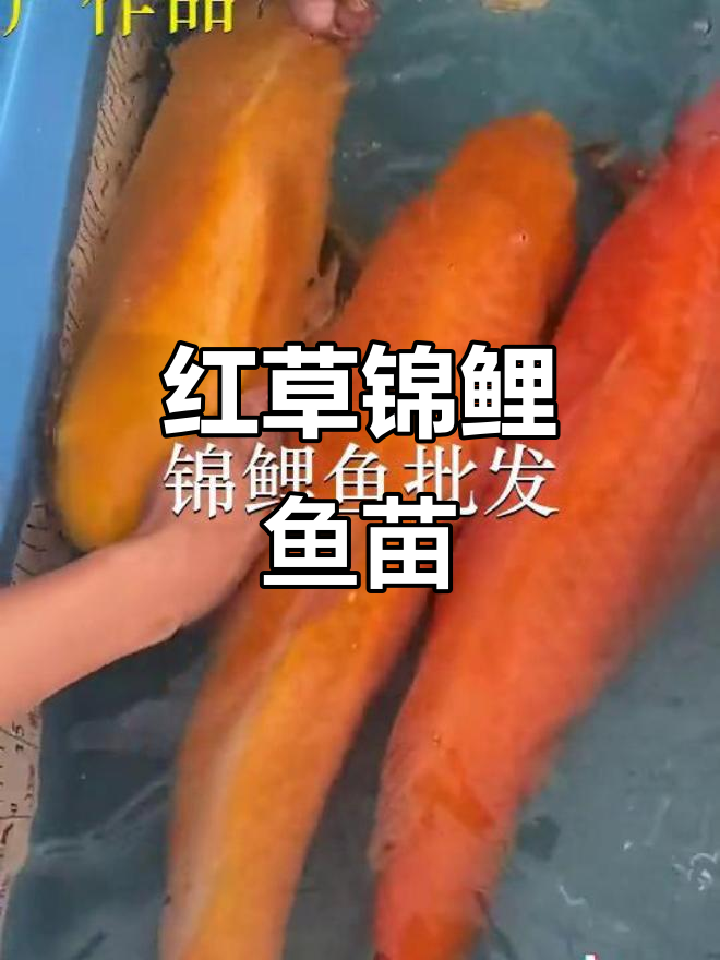 汕尾红草锦鲤鱼苗,品质保证
