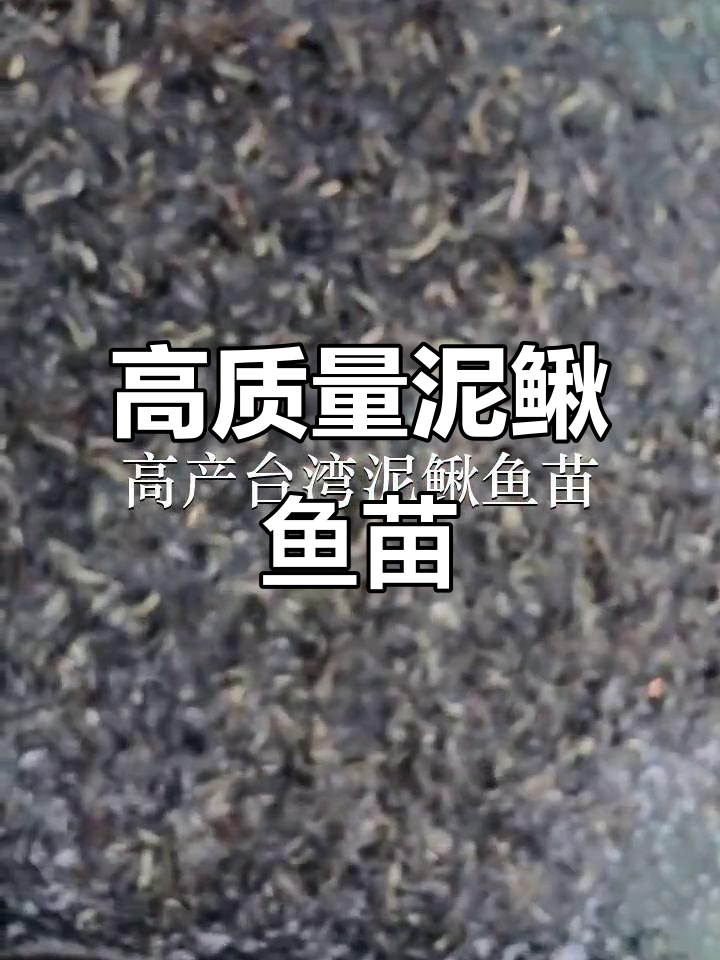 台湾泥鳅鱼苗批发,品质保证