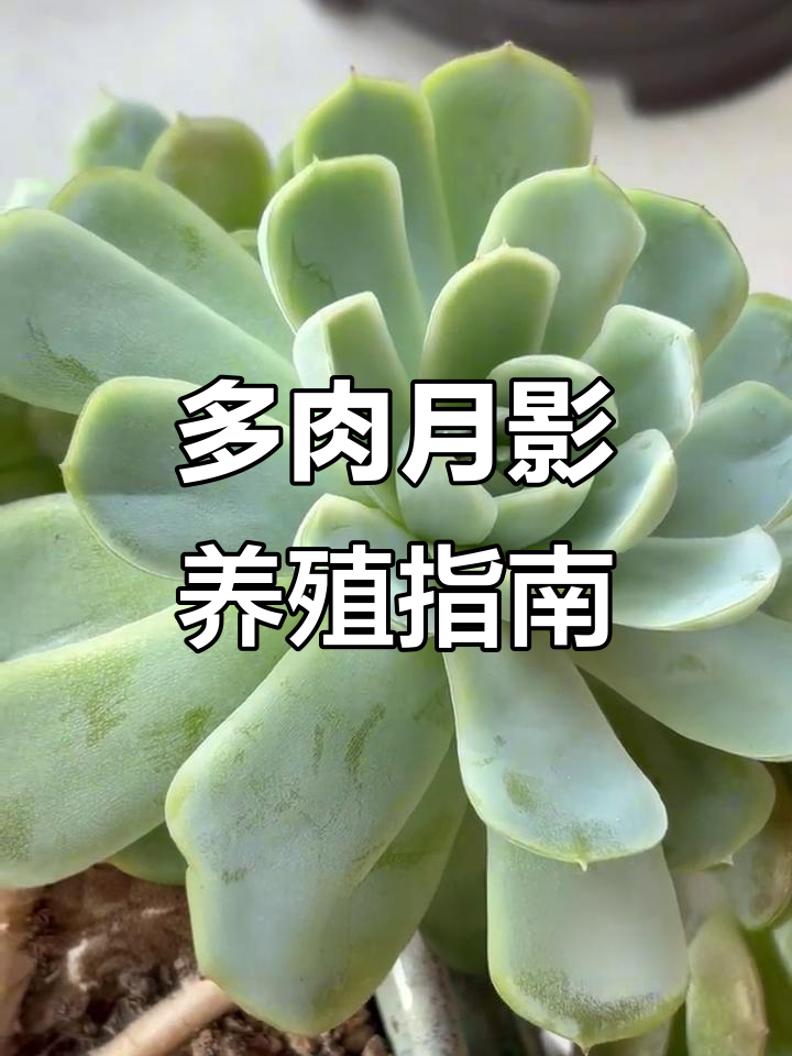 月影多肉养护技巧，轻松学会养花秘诀