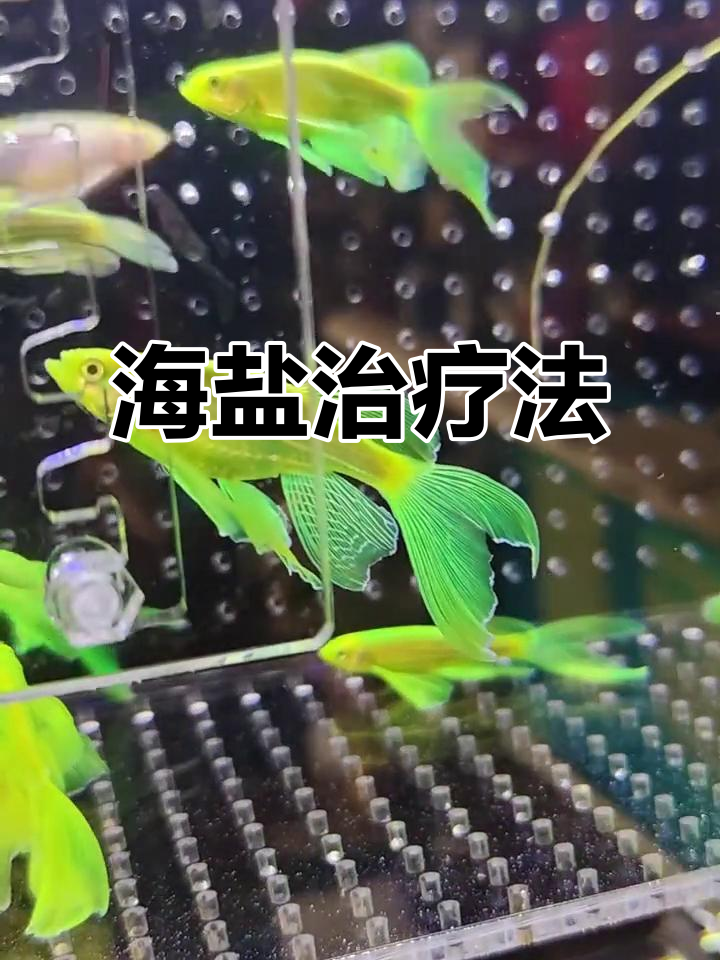 斑马鱼常见病症,海盐助力恢复健康