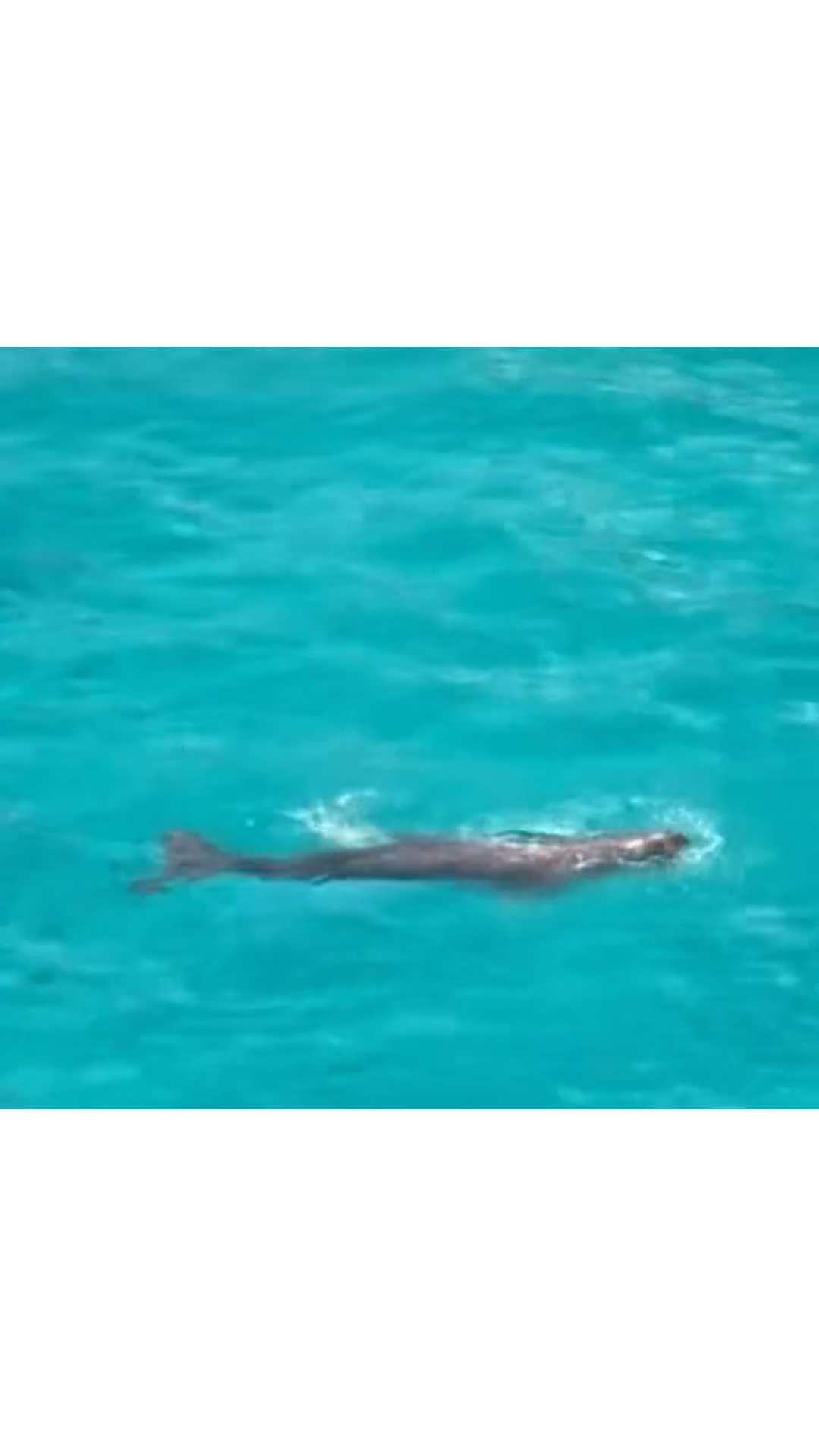 “美人鱼”儒艮，频现我国南沙群岛