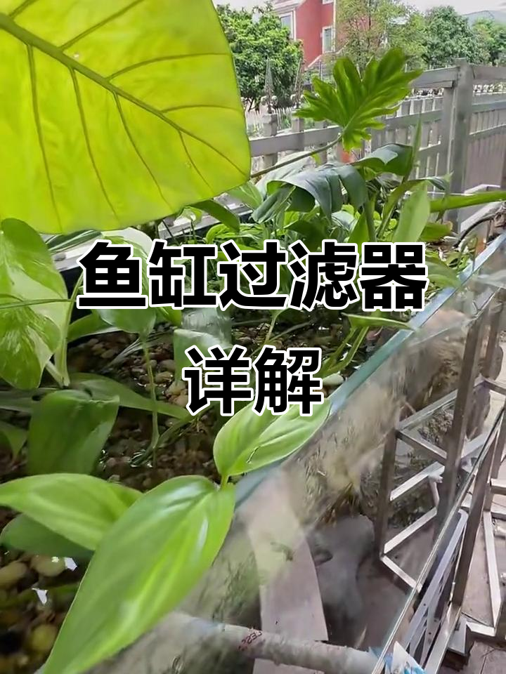 鱼缸过滤系统全解析:逆流、沼泽与干湿分离设计