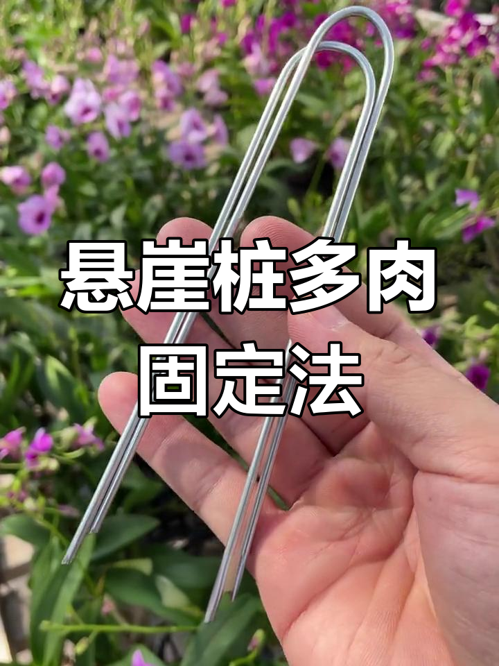 多肉上盆固定技巧,铁丝镀锌防锈更稳固