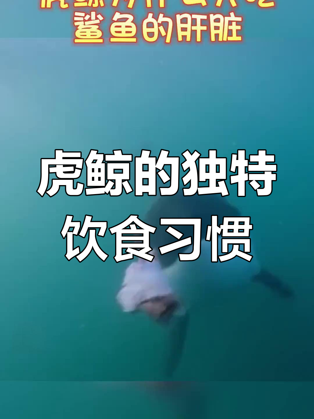 虎鲸为何只吃鲨鱼肝脏