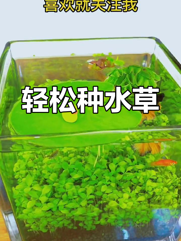 水草缸种植全攻略,打造微景观生态鱼缸