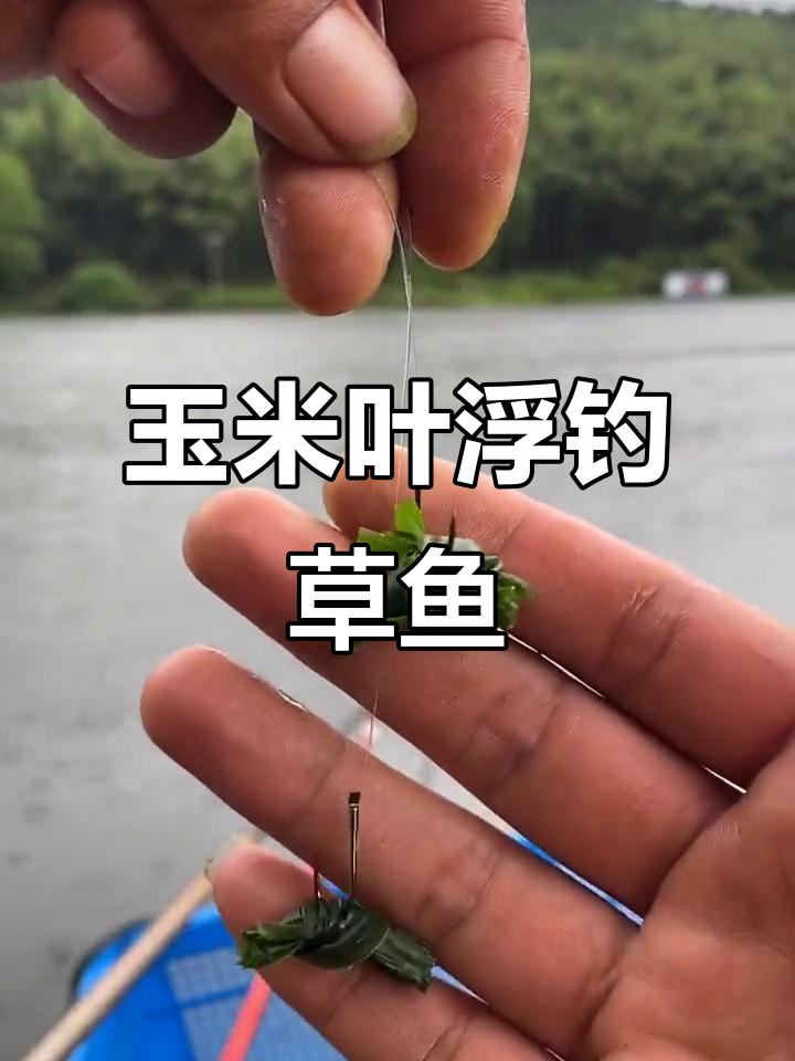 用玉米叶子浮钓草鱼,效果惊人!马上直播演示