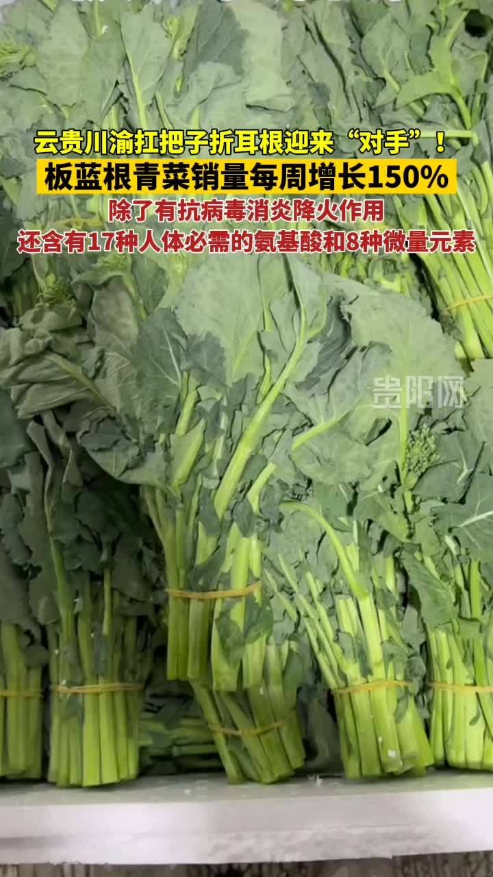 保护我方折耳根!板蓝根青菜销量每周增长150%,你吃过了吗?板蓝根青菜 折耳根 云贵川渝