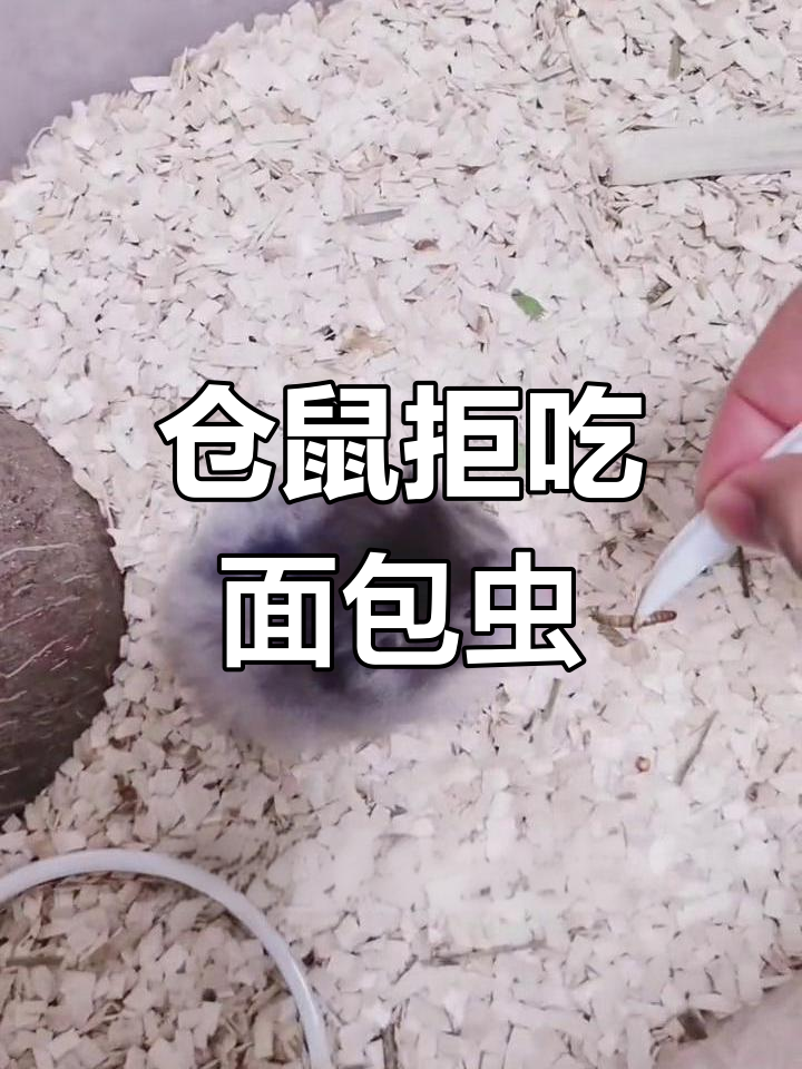 仓鼠不吃面包虫,竟然是这个原因