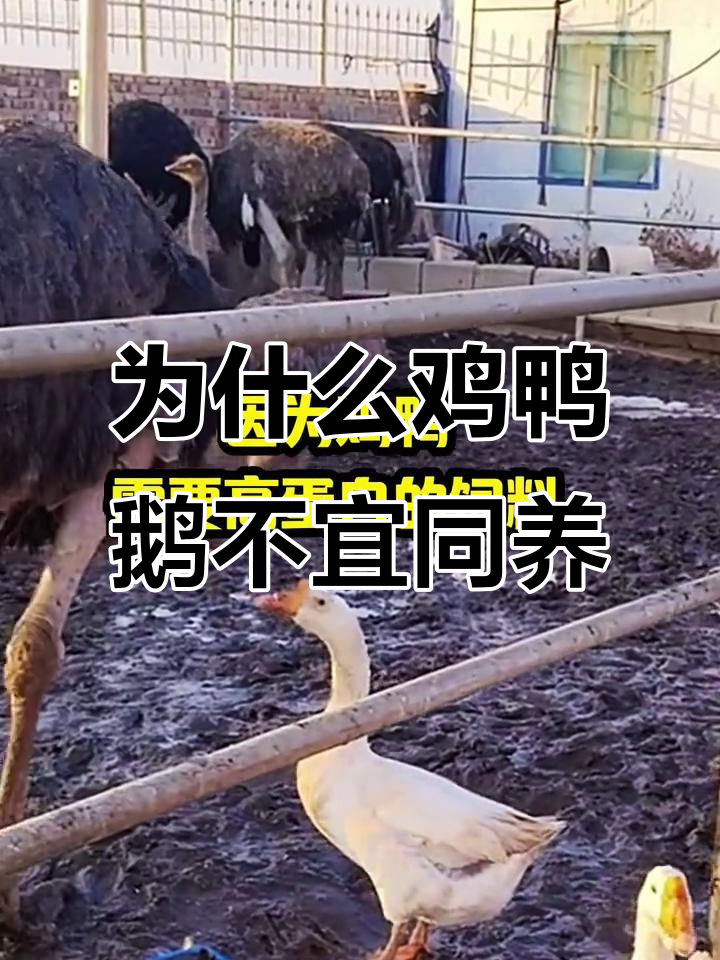 鸡鸭鹅不能混养?这三大原因你必须知道