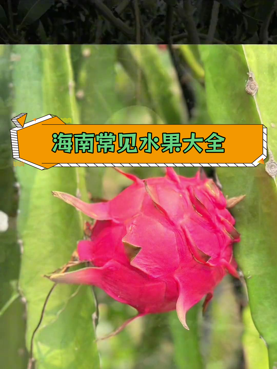 海南水果种类全解析,最后一种名字吓人