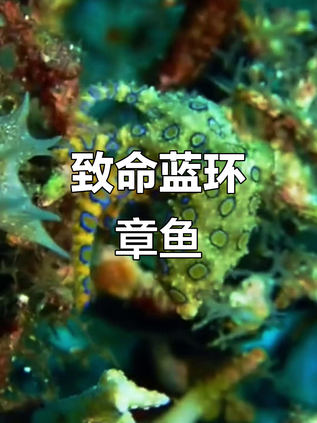 蓝环章鱼:可爱却致命的海洋杀手,被咬后无法救治