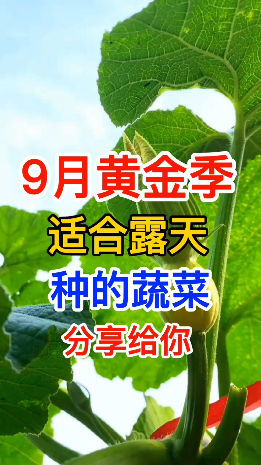 9月为什么被誉为种菜黄金季节很多蔬菜适合露天种植赶紧种起来吧