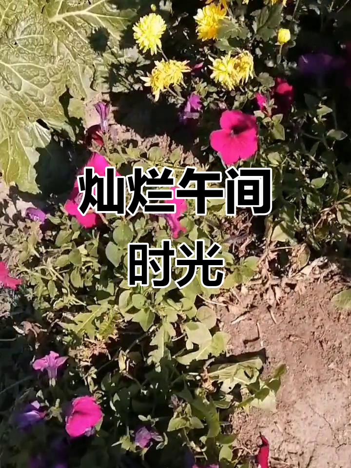 鸡冠子花与大白菜的美丽邂逅,中午好!