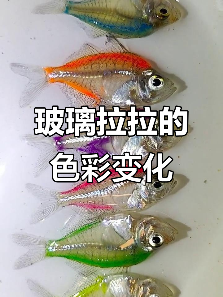 玻璃拉拉:透明观赏鱼变色大揭秘,无毒色素让你惊喜