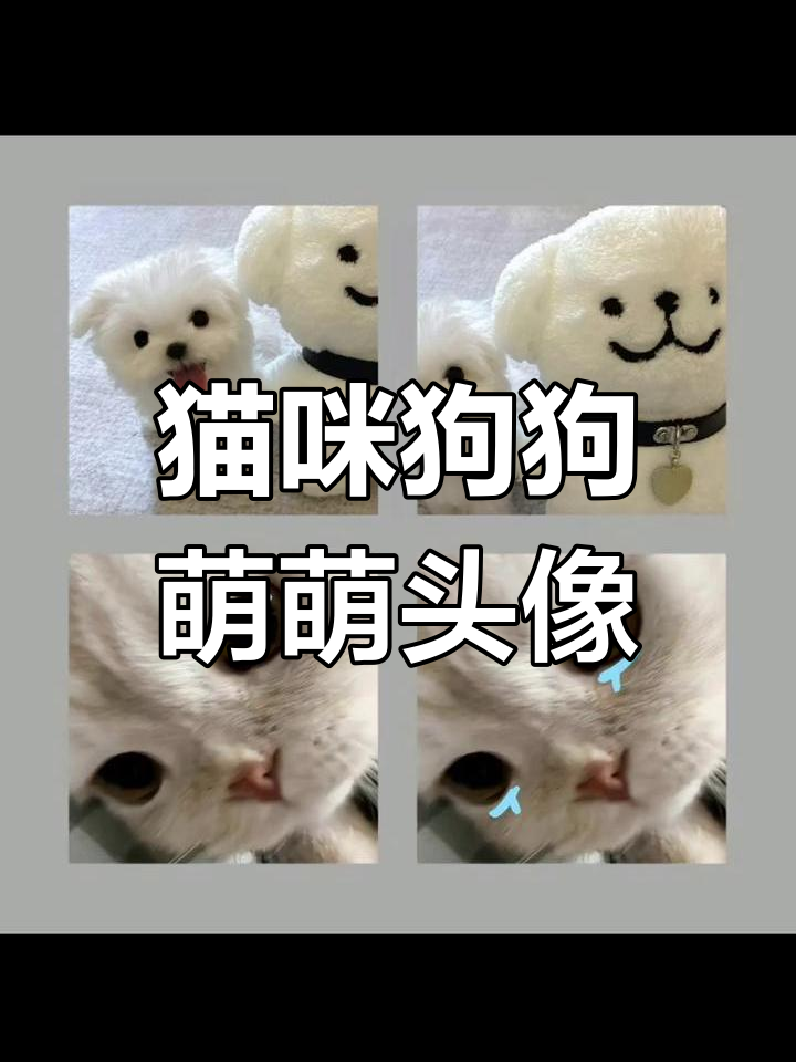 可爱猫咪与线条小狗的趣味头像,萌态十足