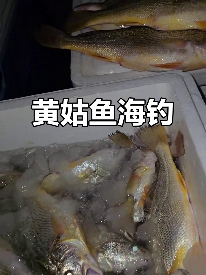 海钓黄姑鱼,全国发货!