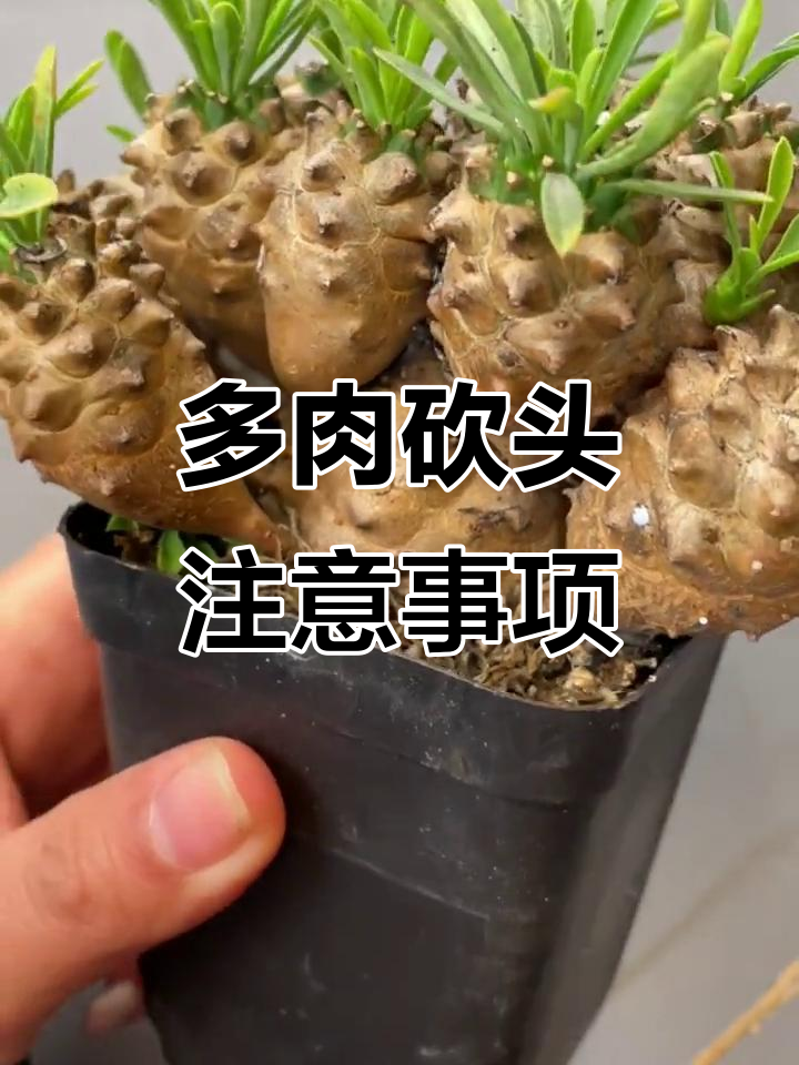 峨眉山多肉植物砍头技巧,汁液有毒别碰!